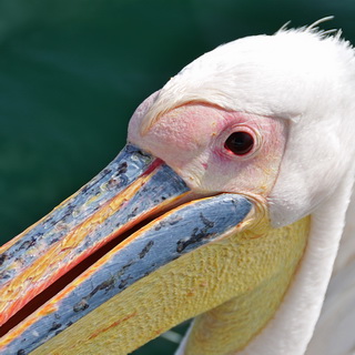 Walvisbay - White pelican